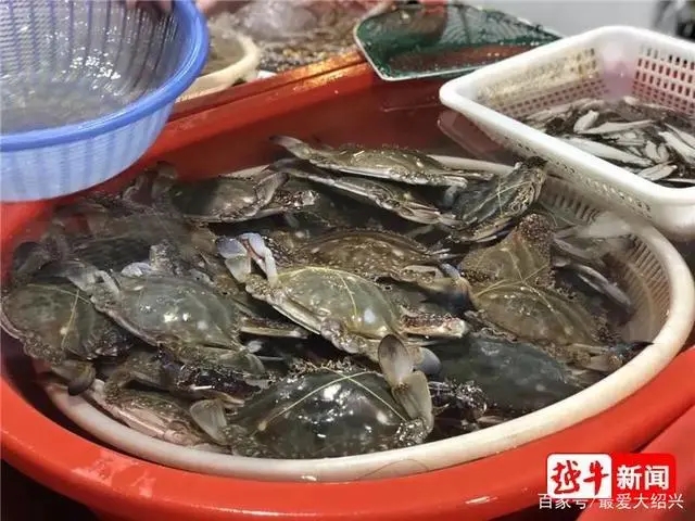 8月10日,摄于大江农贸市场,新鲜梭子蟹