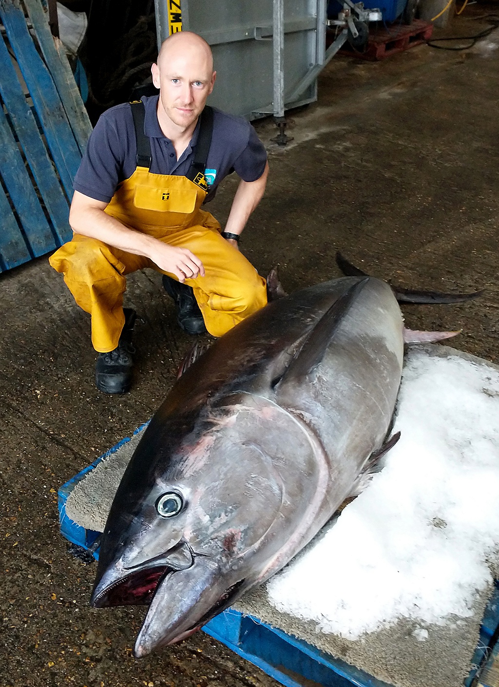 英国海岸现180公斤巨型金枪鱼