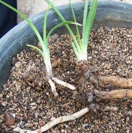 兰花冒出不少芦头掰下来埋盆里能变成新的盆栽吗