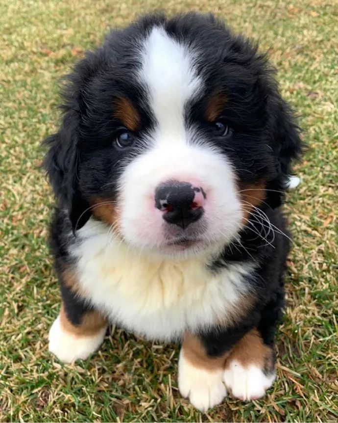 伯恩山|可爱|宝宝_新浪新闻