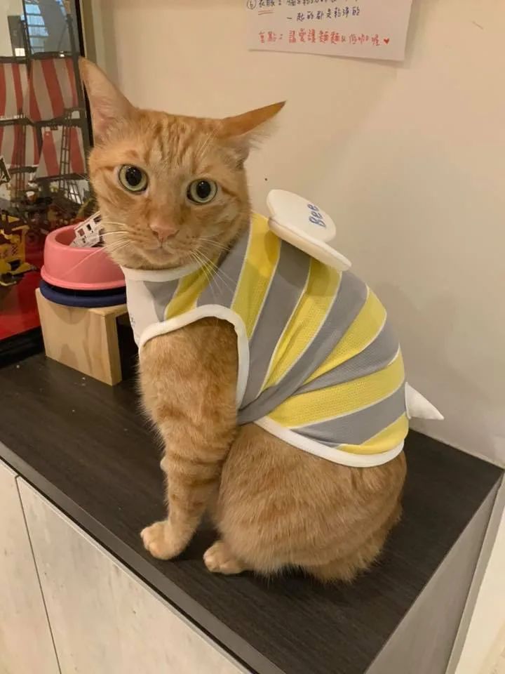 给橘猫穿上衣服后 拍侧面时眉清目秀的 一拍正面大家都想笑 衣服 橘猫 大爱 新浪新闻