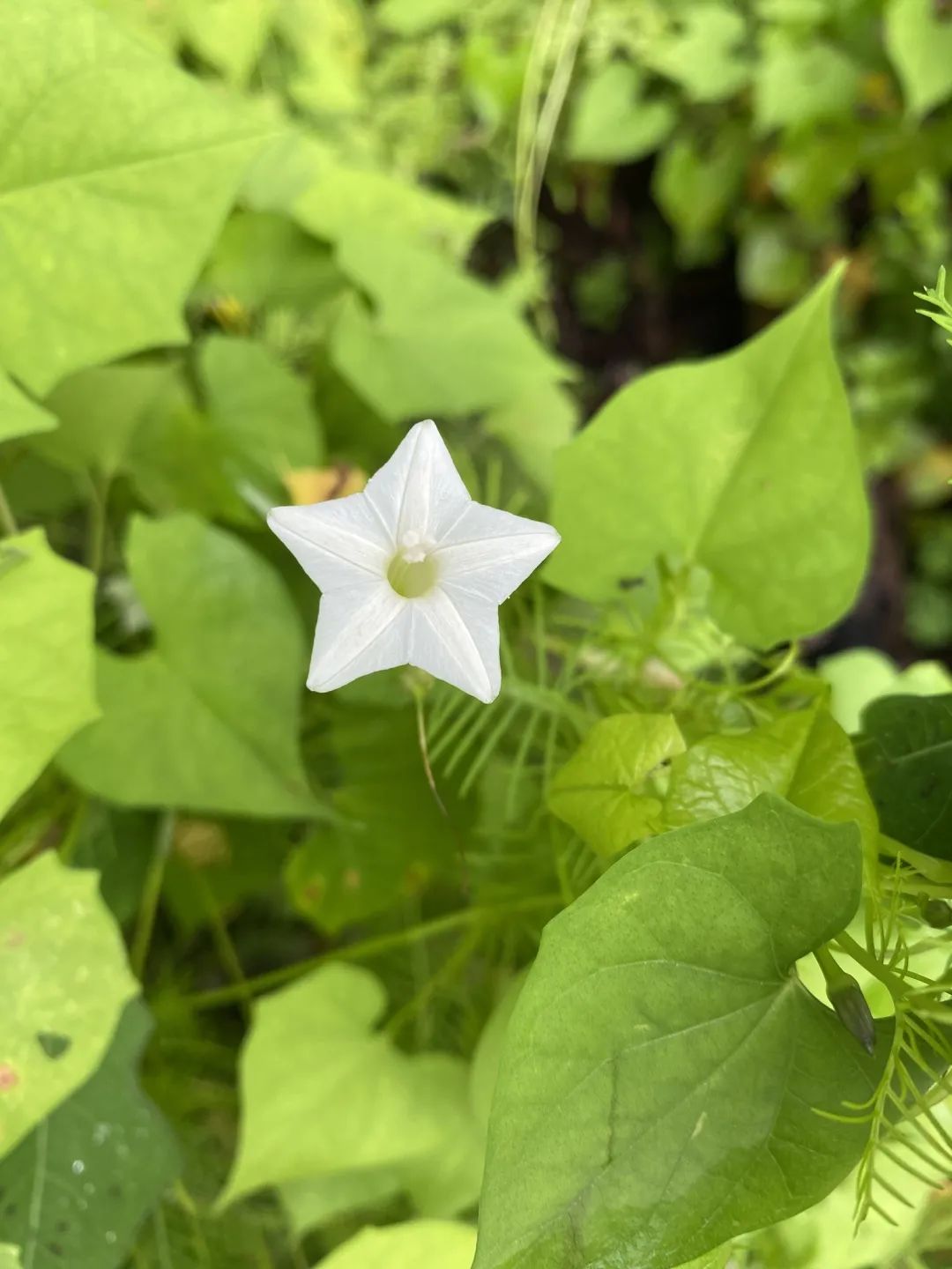 茑萝松既不是鸟也不是萝更不是松