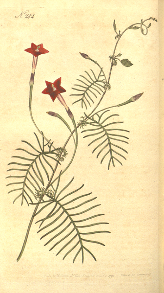 1794年,《植物学杂志》上的茑萝松插画.