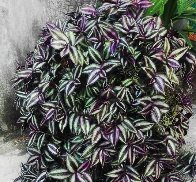 吊竹梅养护有技巧分枝多叶色美放阳台一个月长到一满盆