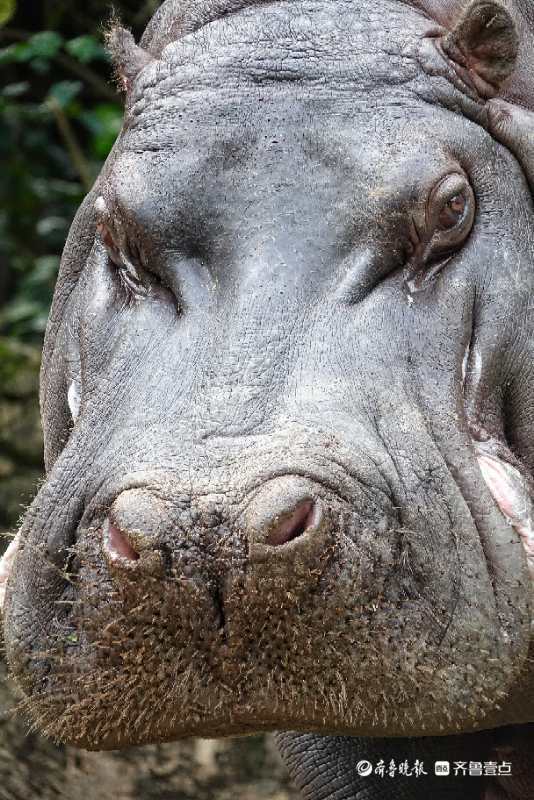 河马大头照,是不是很威武