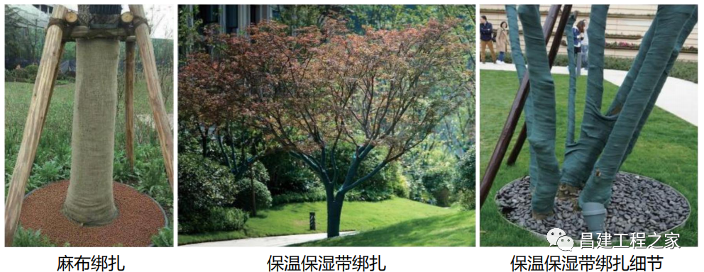 我修改了图纸里面的乔木，怎样能够在灌木和绿高里面看不见乔木？