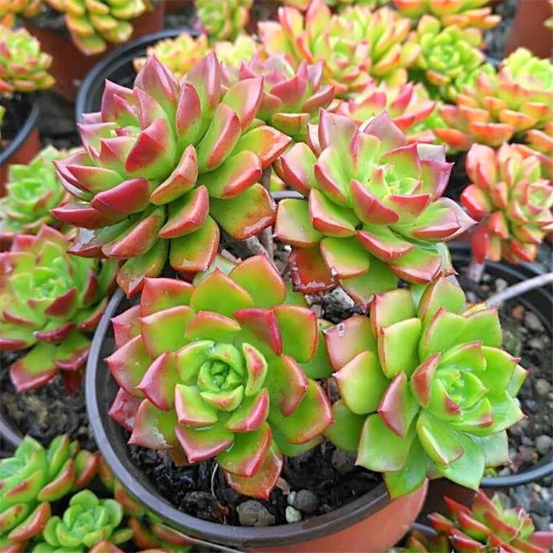 多肉植物绿焰的养护方法