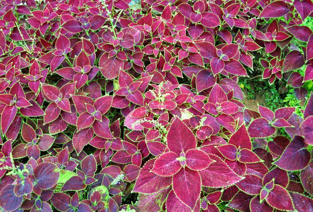 路边常见的彩叶草红红绿绿的真好看