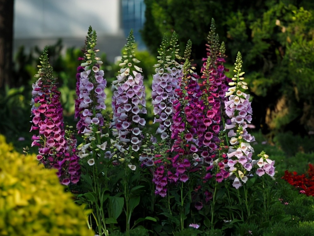 浅谈"6种"宿根花卉,好看好养!