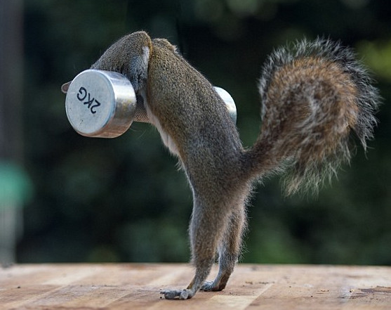 哑铃|小松鼠|模样_新浪新闻