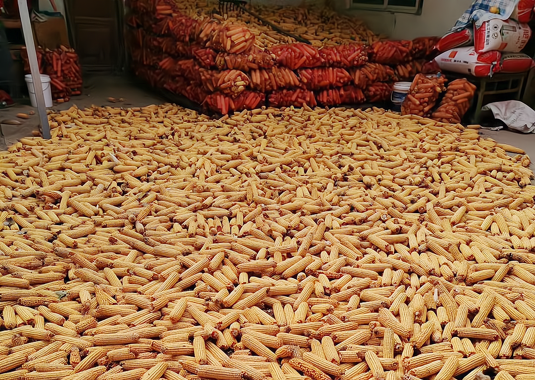 批发玉米去哪里进货 批发玉米去哪里进货