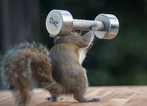 哑铃|小松鼠|模样_新浪新闻