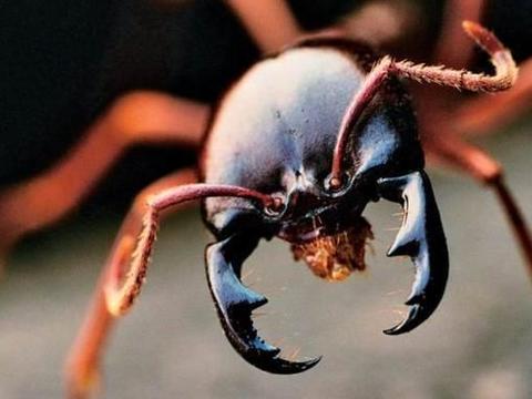 工蚁与兵蚁,谁的等级更高?不光是战力差别大,内力差别也突出