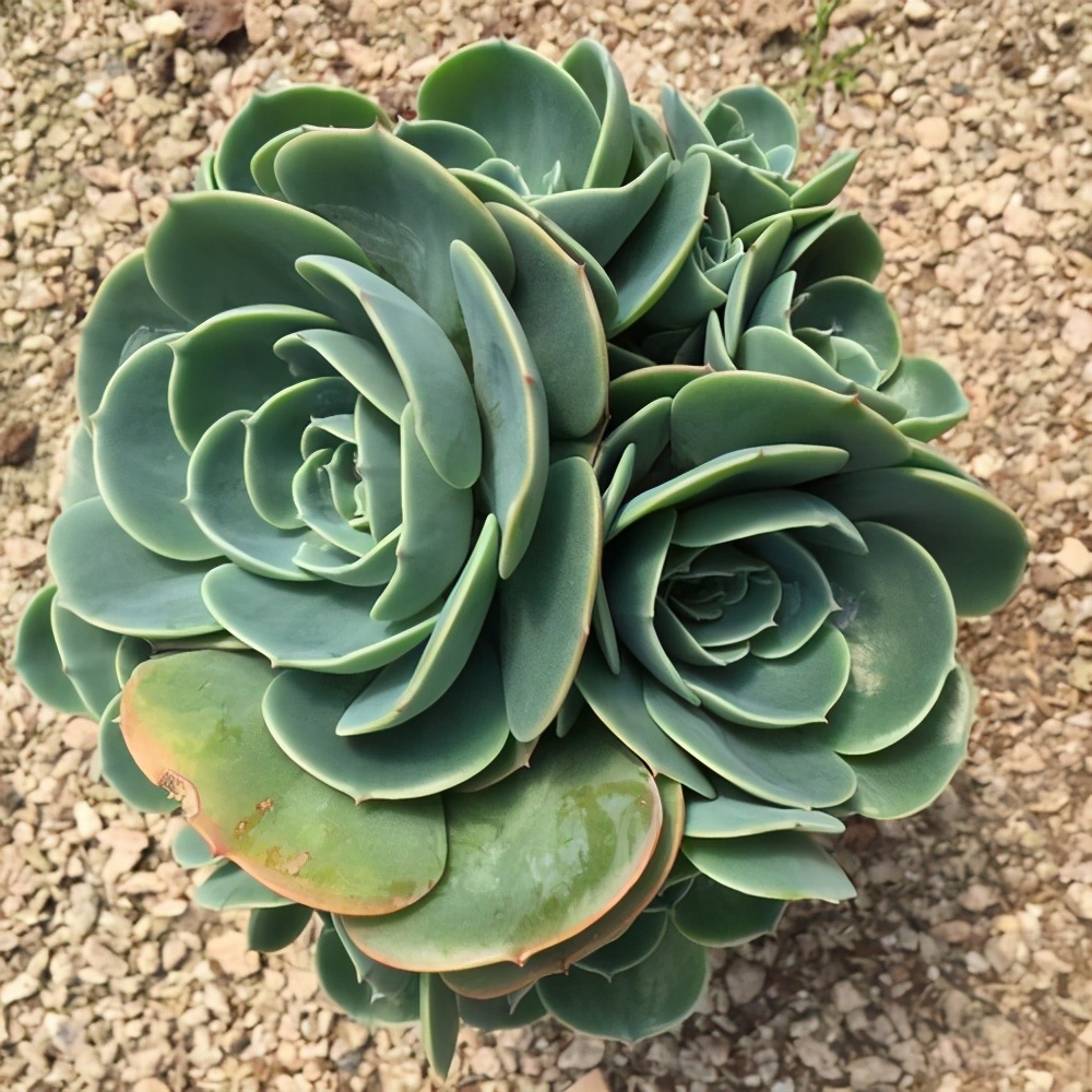 家养这3种贵货多肉学会这几种养护技巧