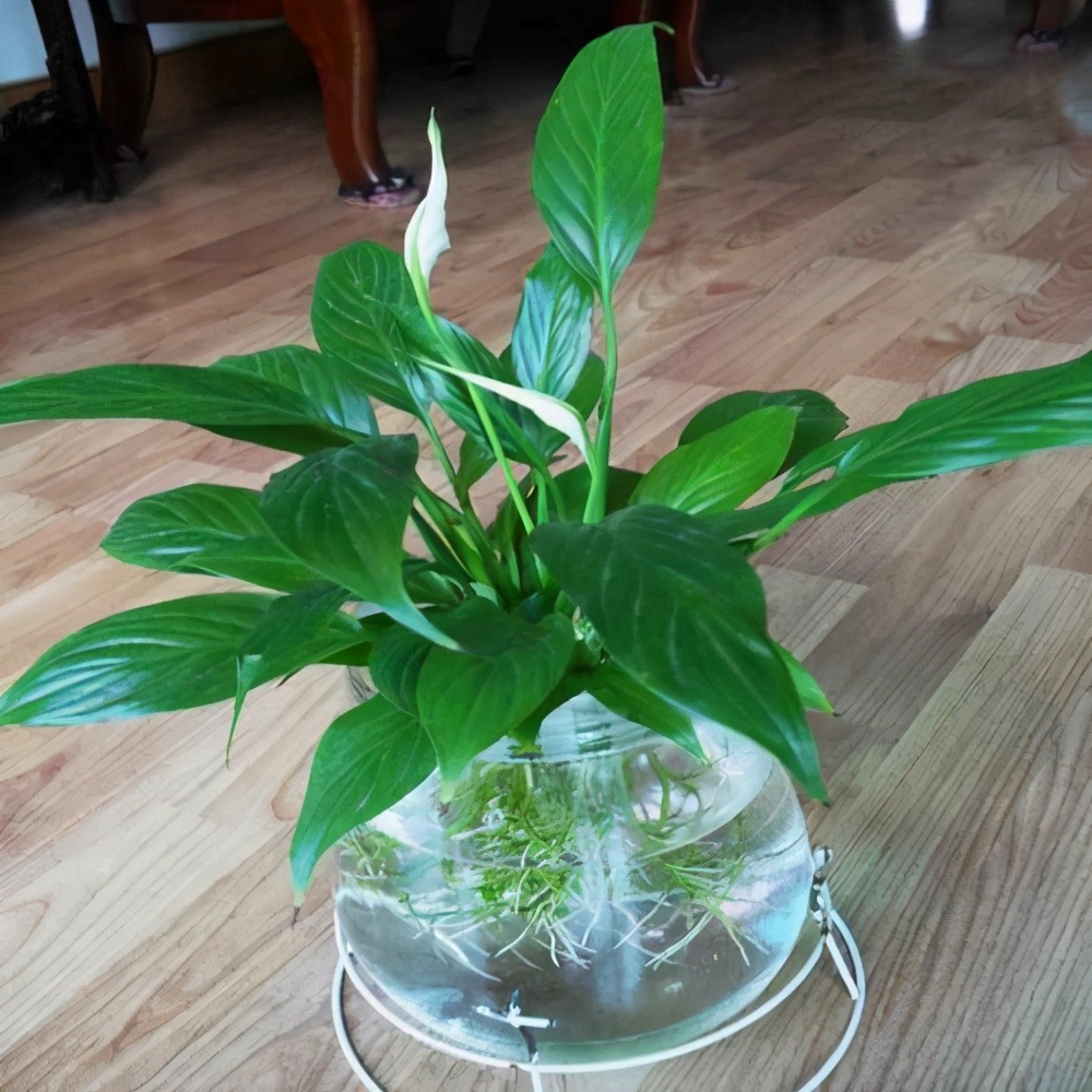 水培|绿植|白掌_新浪新闻