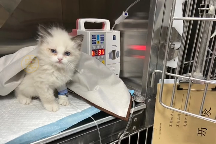 生病的布偶猫被主人遗弃它腿上绑着留置针看了让人忍不住心疼