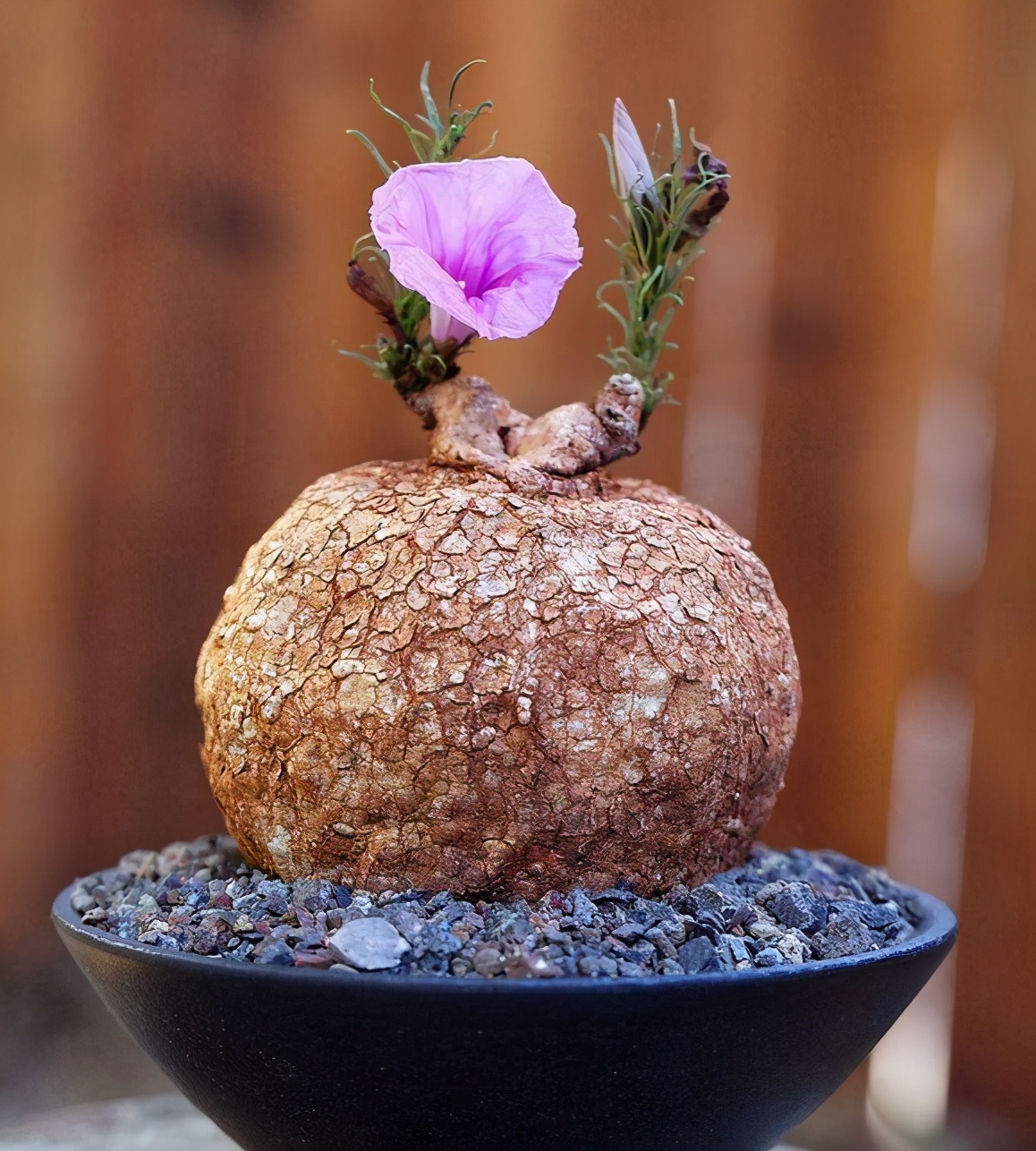 盘点这6种植物块根呈现大肚腩