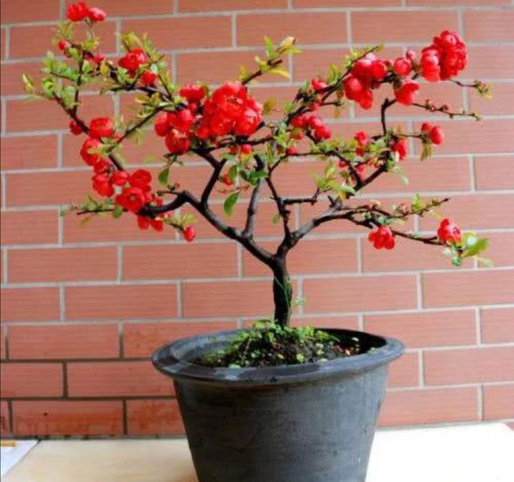 养海棠盆栽几个关键养护要做对才能大量开花
