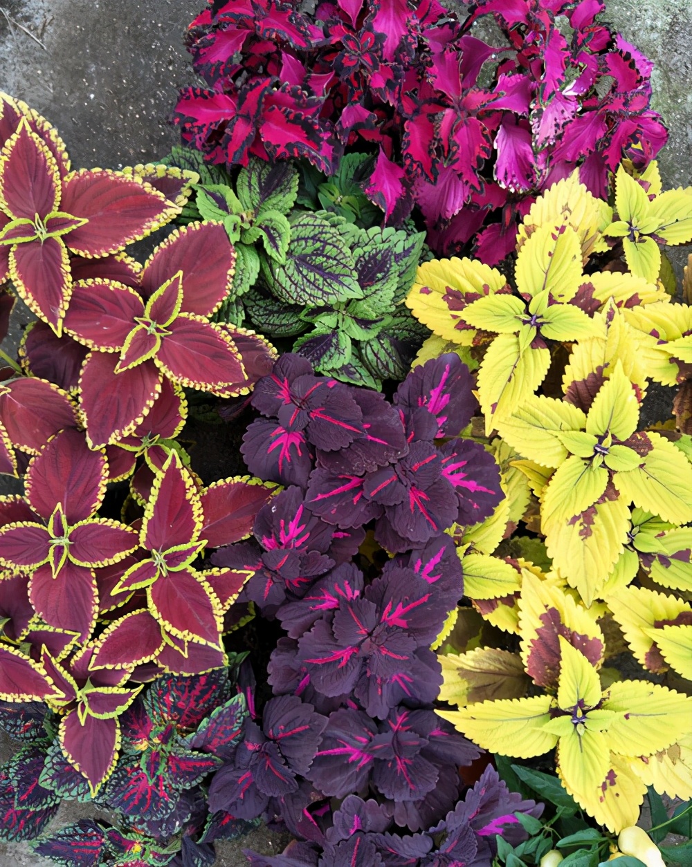 路边常见的彩叶草红红绿绿的真好看