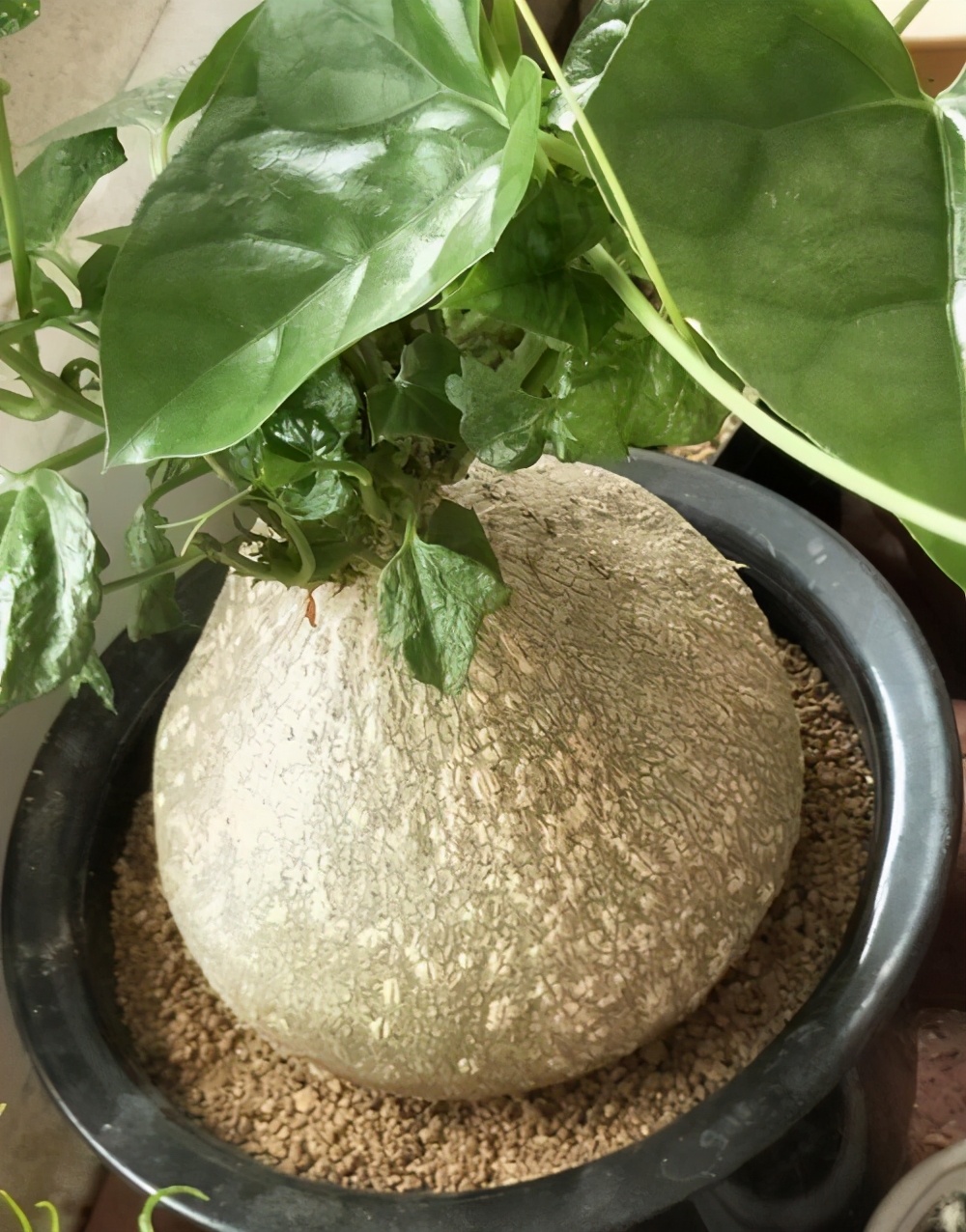 盘点这6种植物块根呈现大肚腩