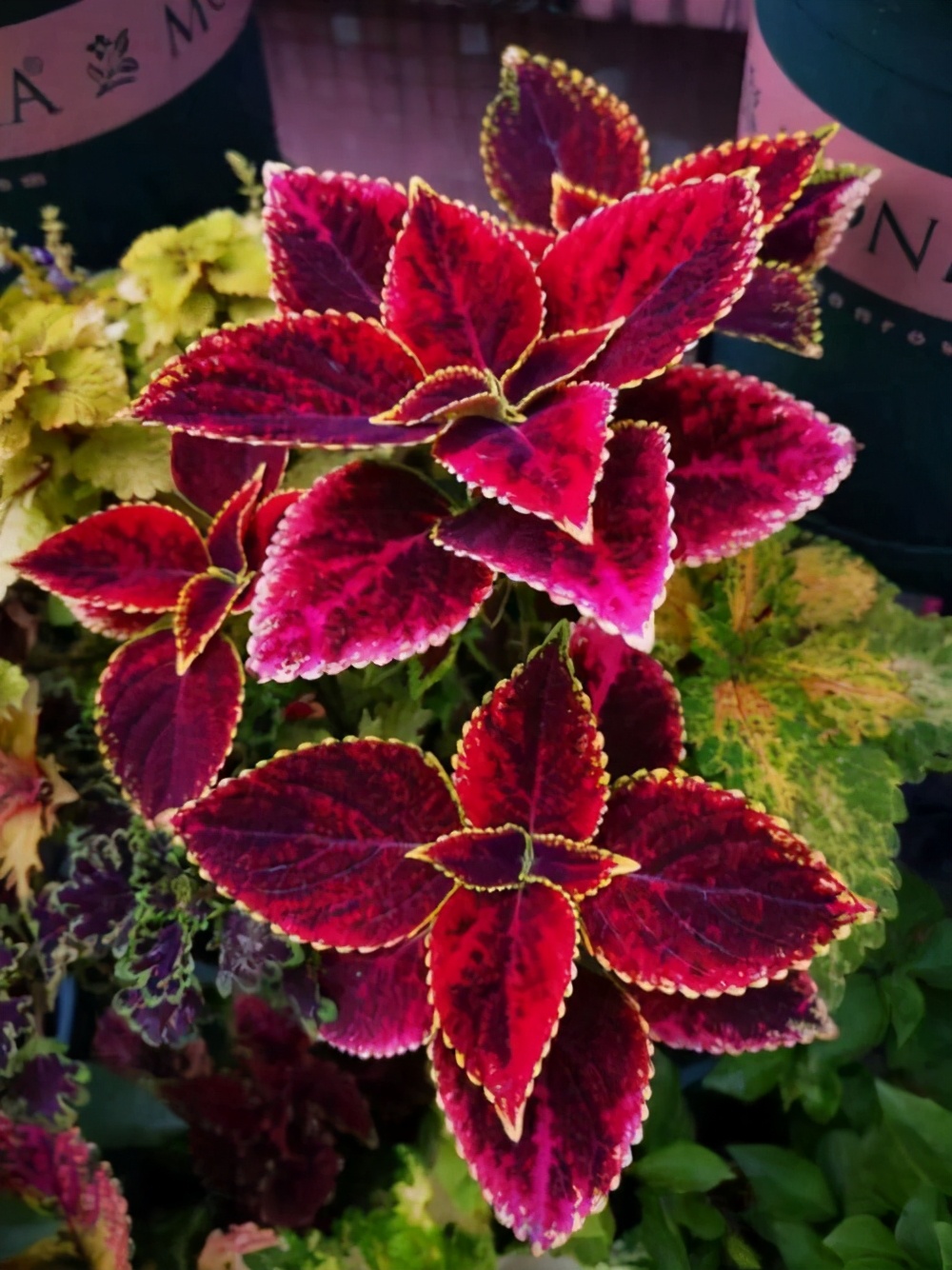 路边常见的彩叶草红红绿绿的真好看