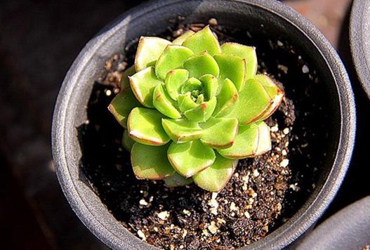 多肉植物绿焰的养护方法