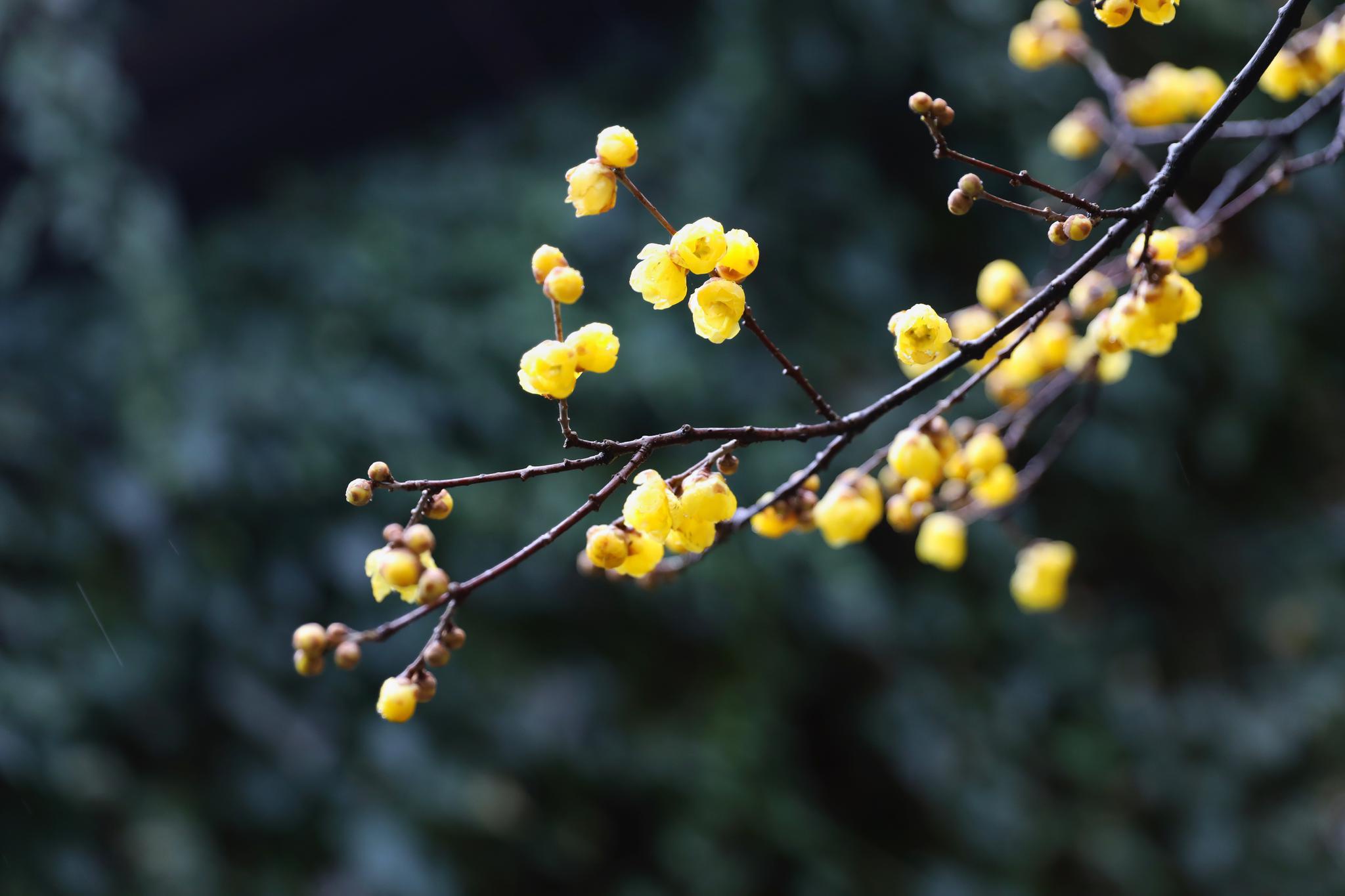 摄影师驾到丨腊梅迎寒而开