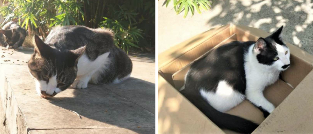 动物是以百亿为单位的|李忠秋 一席第822位讲者|中国|流浪猫_新浪新闻