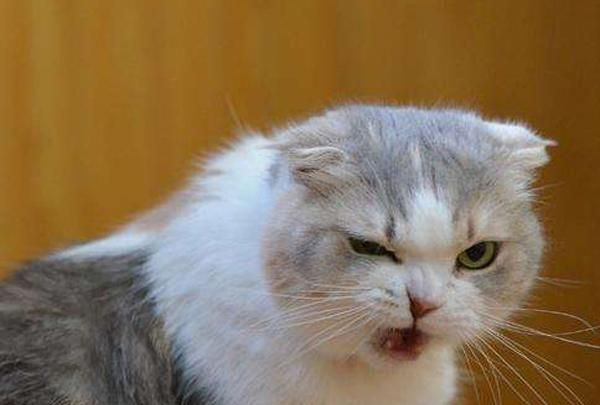 尖叫声嚎叫声 这是猫咪之间的一种声音,一般是在捍卫自己的领地,另一