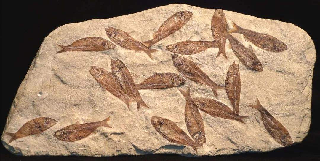 周口店出土几十万年前的化石专家经研究复原了过去的真实环境