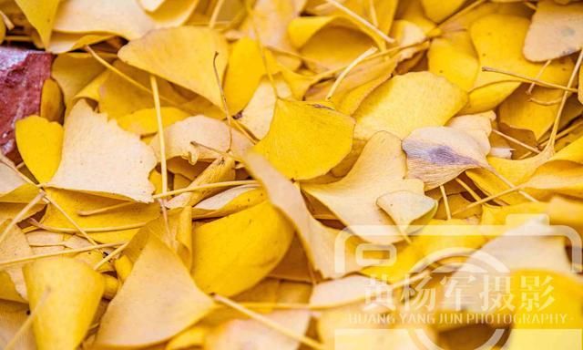 银杏叶迷人的美丽 层层金黄色的叶子迷恋的风景 落叶很好看 银杏叶 落叶 金色 新浪新闻 银杏叶迷人的美丽 层层金黄色的叶子迷恋的风景 落叶很好看 银杏叶 落叶 金色 新浪新闻