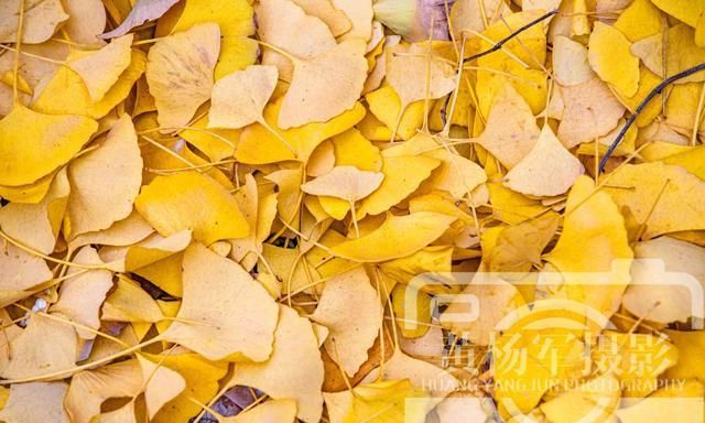 银杏叶迷人的美丽 层层金黄色的叶子迷恋的风景 落叶很好看 银杏叶 落叶 金色 新浪新闻 银杏叶迷人的美丽 层层金黄色的叶子迷恋的风景 落叶很好看 银杏叶 落叶 金色 新浪新闻