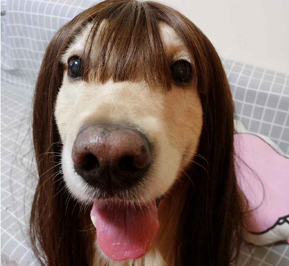 这6种蠢狗,就连训狗师都没辙,太难教了