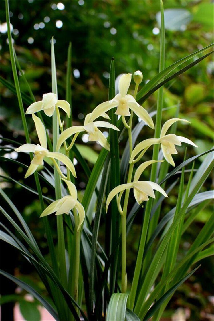 兰花品质高养的人多但到了花期却不开花