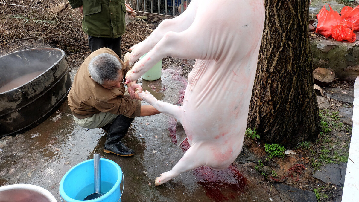 了解一下|农村|母猪|猪仔_新浪新闻