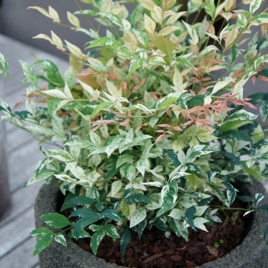 南天竹的叶子在秋冬会变色,好养且好看的植物|南天竹|变色|植物_新浪新闻