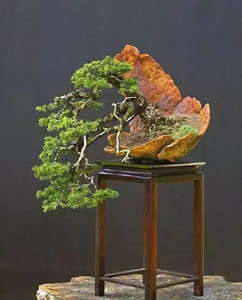 有些顶级盆景,您见过吗?|黄杨|盆景|崖柏_新浪新闻