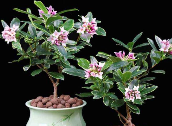 瑞香不开花原因有3个,大多数都是错在第3点,导致瑞香不开花