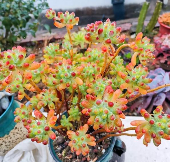 爆盆和出老桩乙女心的生长速度,本身是非常快的,自身爆侧芽能力很强