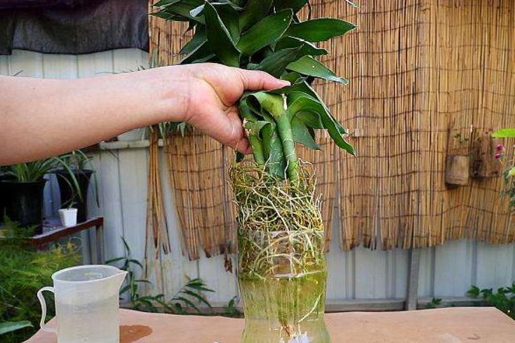 富贵竹换水正确方法(富贵竹怎么水养才旺盛)