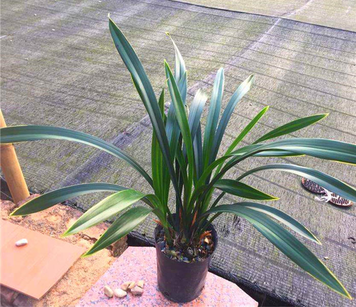 墨兰又报岁兰,花型精美!|墨兰|植株|花型_新浪新闻