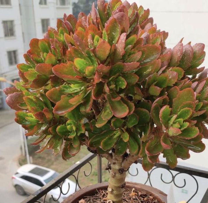 长寿花1盆养多年养成老桩到处开花