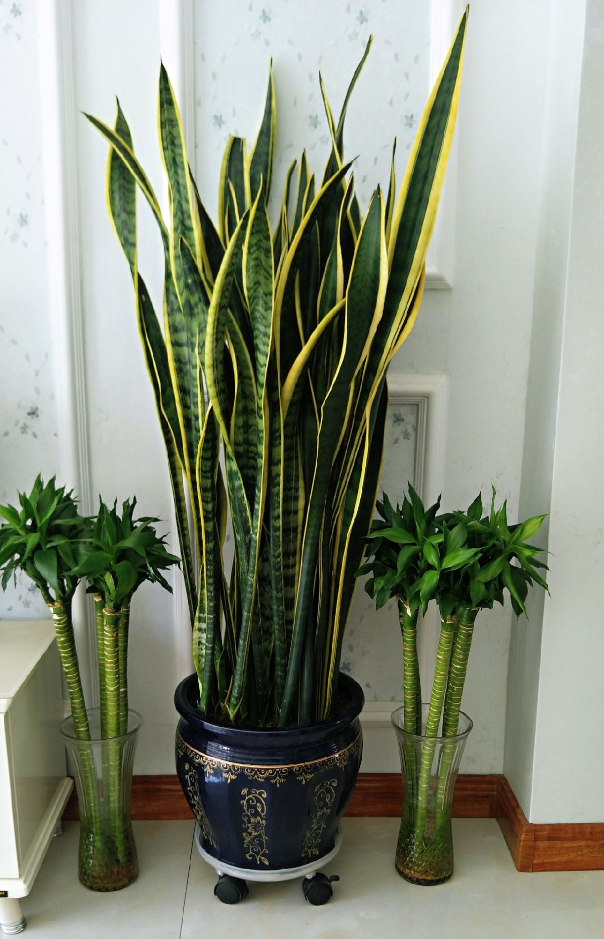 有"4怕",避开这4个坑,才能养得壮实有质感|虎皮兰|养护|皮兰_新浪新闻