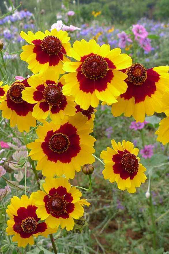 自带寓意生长的蛇目菊颜值高