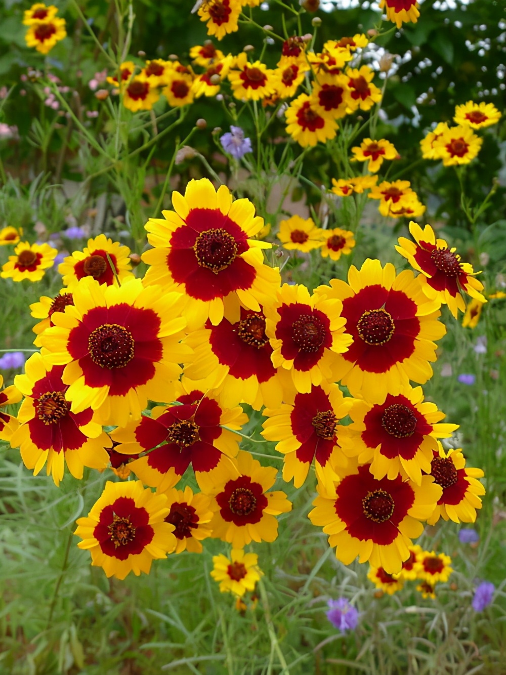 自带寓意生长的蛇目菊颜值高