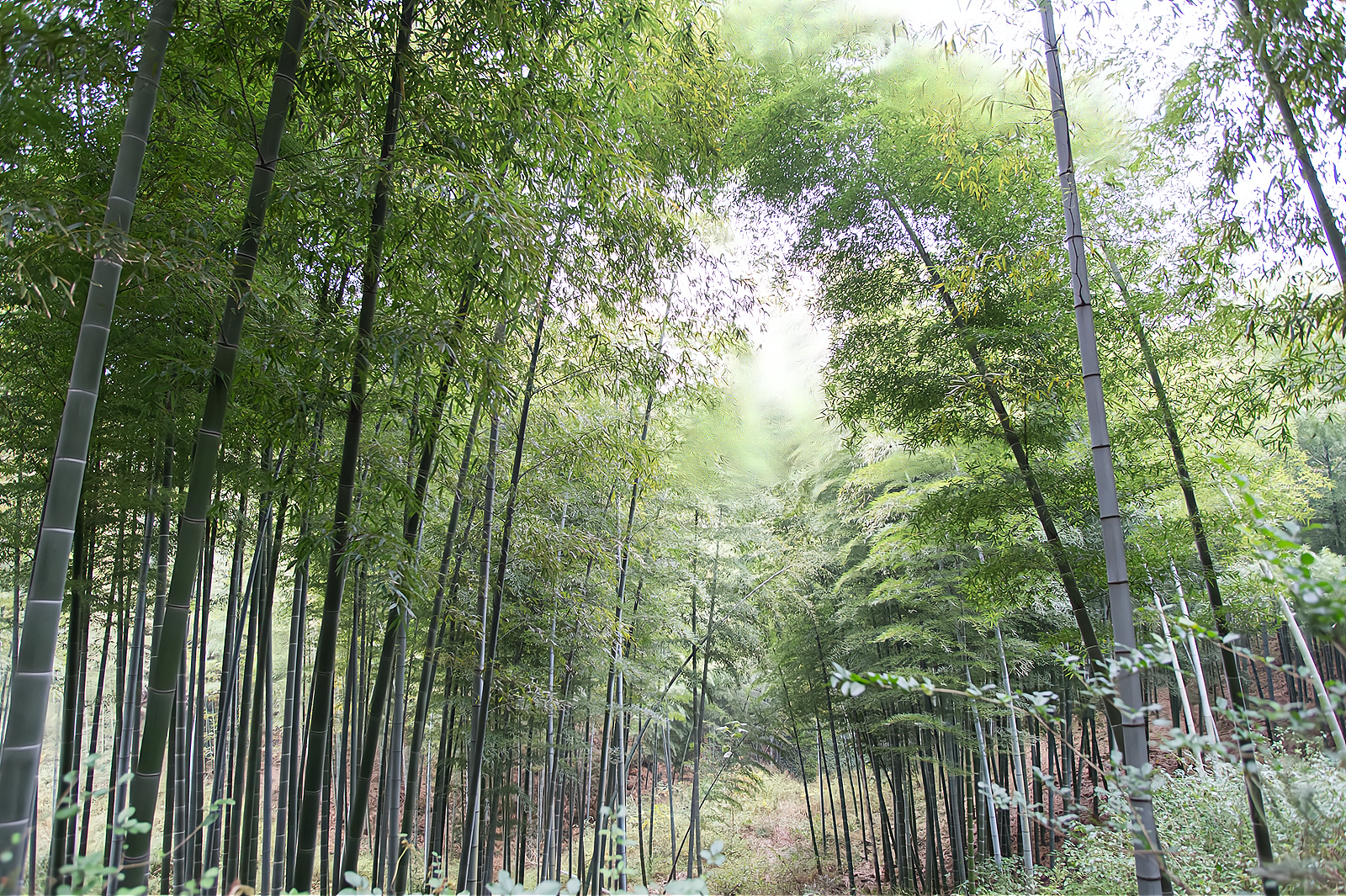 江苏藏着一处"中国醉美竹海",景色美如世外桃源,是你家乡吗?