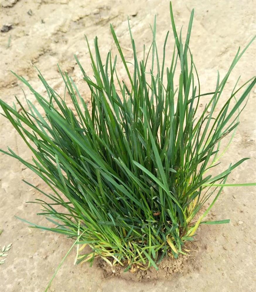 农民搞养殖简单多了,用它作为"青饲料",小猪长得肥又快