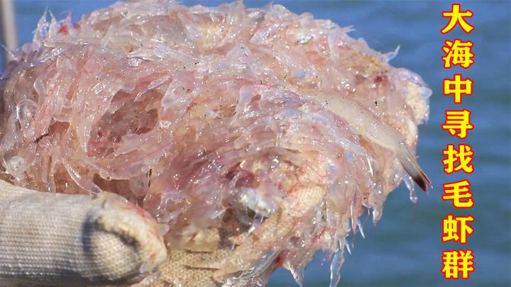 渔民大海中找毛虾,没经验还真难找到,晶莹剔透的它们是天然钙库