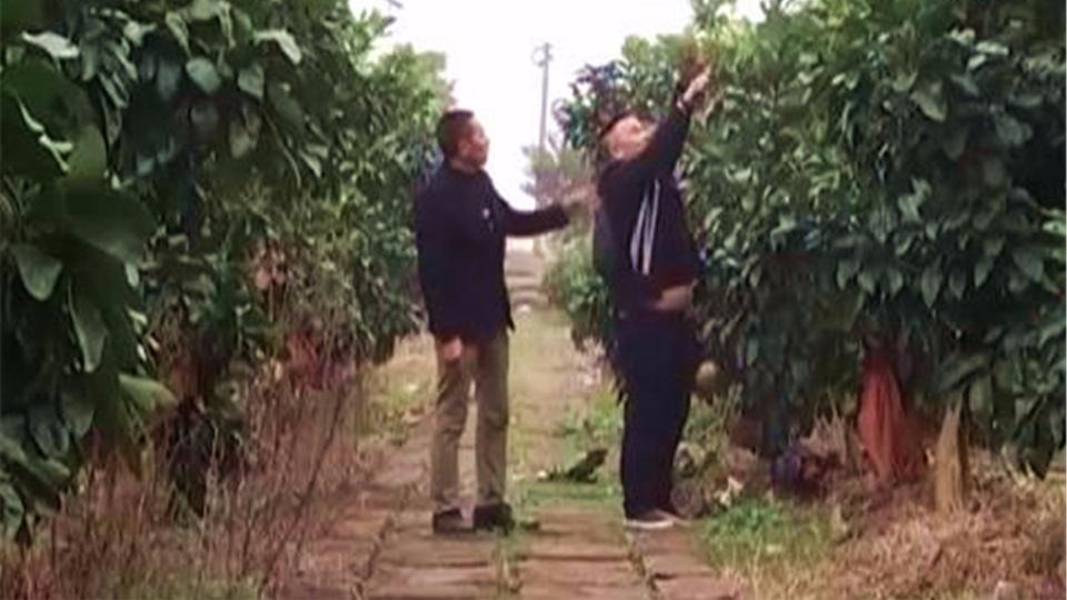 柚子园大丰收 种植户还办起了民宿农家乐 带动村民一起增收致富 柚子园大丰收 种植户还办起了民宿农家乐 带动村民一起增收致富