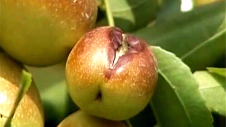 枣缩果病常与炭疽病一起发生,发病的轻重,与这些因素密切相关!